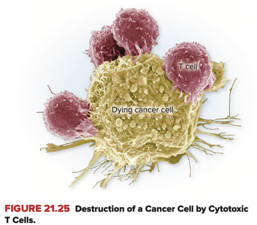 Why doesn&rsquo;t cancer immunotherapy cure cancer?